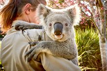 Friendly koala at Symbio Wildlife Park, Helensburgh in the Illawarra region.