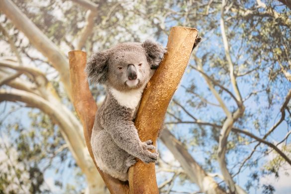Koala resting in a tree at Featherdale Wildlife Park, Doonside Koala resting in a tree at Featherdale Wildlife Park, Doonside