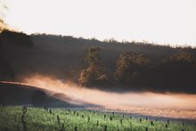 Morning mist passing over the vines at Bago Maze and Winery, Wauchope.