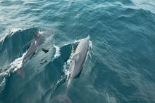 Dolphins swimming in Shoal Bay, Port Stephens.