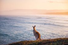 Kangaroo grazing on Look At Me Now Headland, Emerald Beach.