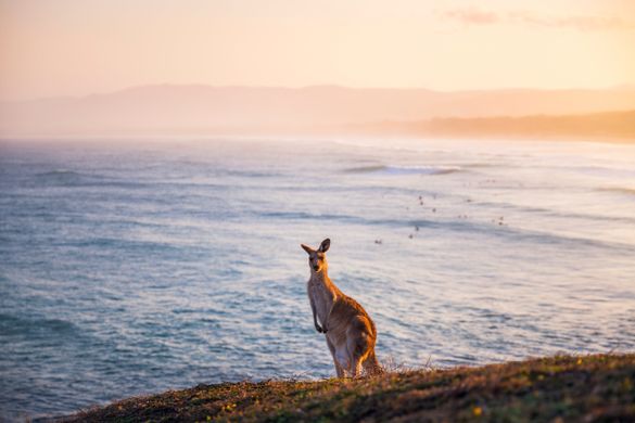 Kangaroo grazing on Look At Me Now Headland, Emerald Beach. Kangaroo grazing on Look At Me Now Headland, Emerald Beach.