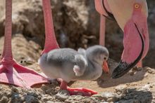 A flamingo chick at Birdland