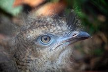 A crested Seriema chick at Birdland.