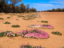 Wreath flowers (Wreath Leschenaultia) near Pindar and Mullewa