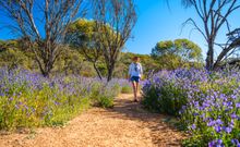 Depot Hill, Mingenew