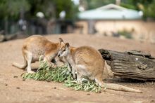 Featherdale Wildlife Park, Doonside Featherdale Wildlife Park, Doonside
