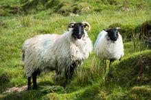Sheepdog farming, Omagh