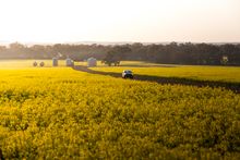 Canola Trail, Temora