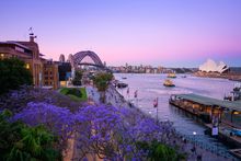 Jacarandas, Sydney Harbour