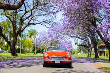 Grafton Jacaranda Festival 2018, Northern Rivers