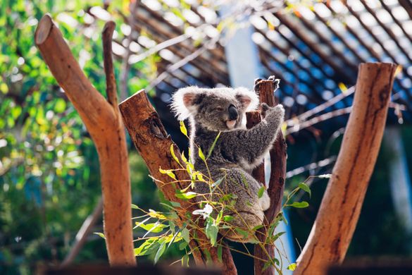 Taronga Zoo, Sydney