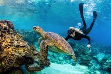 Swim with turtles on the Southern Great Barrier Reef