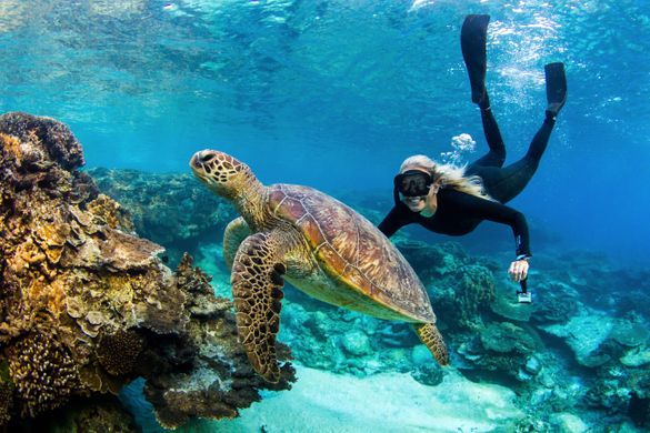Swim with turtles on the Southern Great Barrier Reef