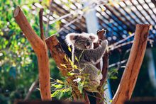 Taronga Zoo, Sydney