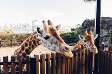 Curious giraffes peering over their enclosure at Taronga Zoo, Sydney