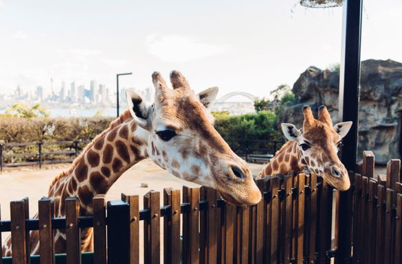 Curious giraffes peering over their enclosure at Taronga Zoo, Sydney