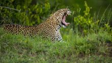 A leopard in Kenya