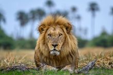 A lion lying down in Namibia