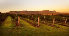 Scarborough Wine, Gillards Road