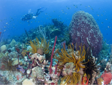 Scuba Diving at Fort Young Hotel & Dive Resort