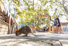 Rottnest Island's quokka birthday