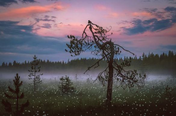 Preview: Finnlands magische Wälder – unvergessliche Erlebnisse in atemberaubender Natur