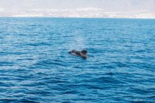 Pilot whale in Tenerife