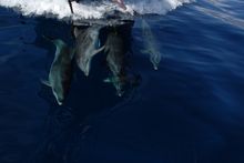 Dolphins riding the bow waves 