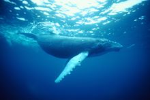 Humpback Whale, Coffs Harbour