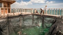 Traditional low-impact fishing, Four Seasons Resort Langkawi