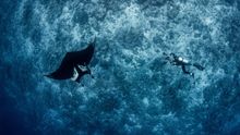 Four Seasons Resorts Maldives and The Manta Trust to protect Manta Rays