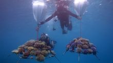 Coral conservation at Four Seasons Resorts Maldives and Koh Samui
