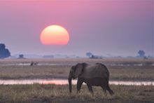 Elephant at sunset in Zimbabwe