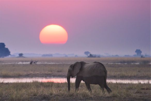 Elephant at sunset in Zimbabwe