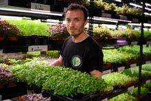 Noah Verin, Urban Green Sydney