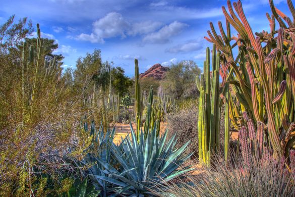 Phoenix - Desert Botanical Garden