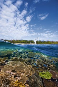 Lady Elliot Island Eco Resort