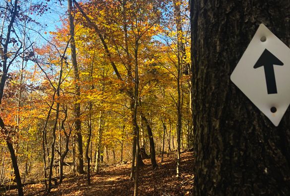 Rotary Park's intersecting trails give hikers an iconic Middle Tennessee outdoors experience.