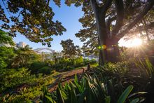 Wendy Whiteley's Secret Garden, Lavender Bay