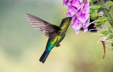 Hummingbird