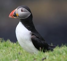 Visit East Lothian Puffin