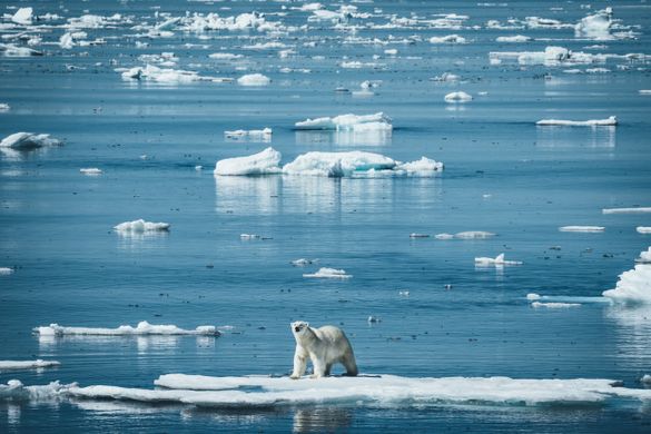 Polar Bear, Nunavut, Canada Polar Bear, Nunavut, Canada