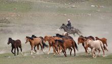 Rounding up horses near Jeti Ogun, Kyrgyzstan