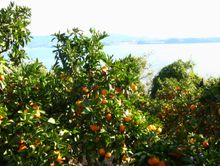 Mandarin picking