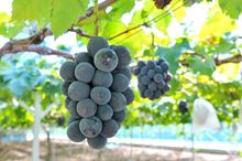 Grape picking
