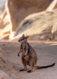 Rock wallaby_Magnetic Island