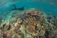Snorkelling over the GBR_credit Juergen-Freund