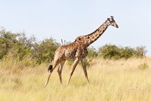 Giraffe in the Serengeti, Tanzania