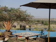 Elephants at the pool front waterhole, Serengeti, Tanzania